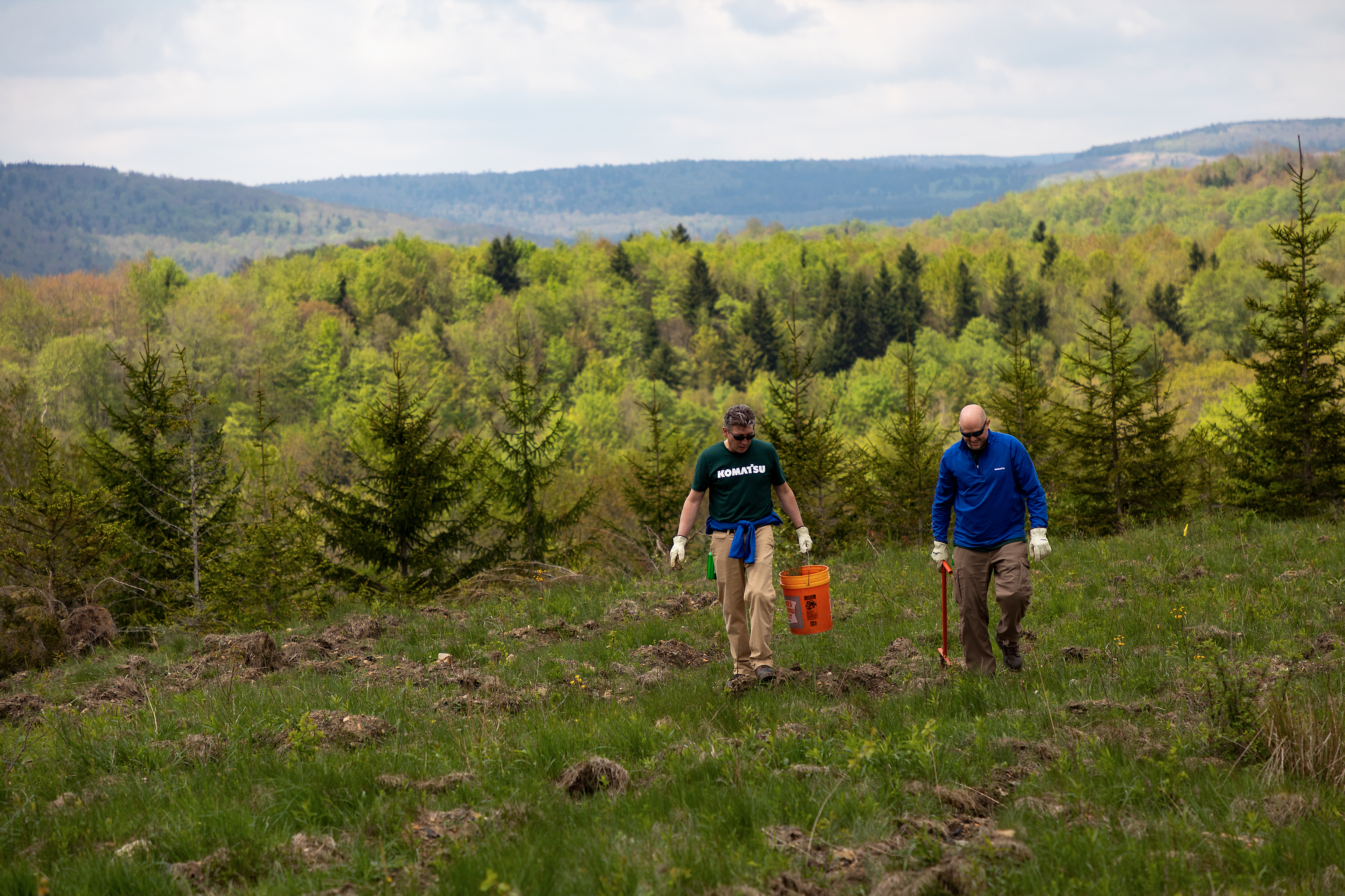 Reforestation