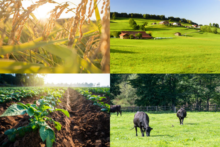 Agriculture and livestock industries
