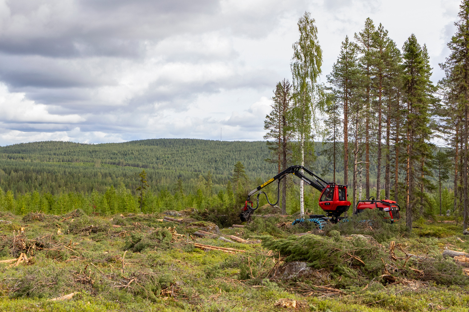 A red forestry harvester operates in a partially logged forest, surrounded by cut branches and tree stumps.