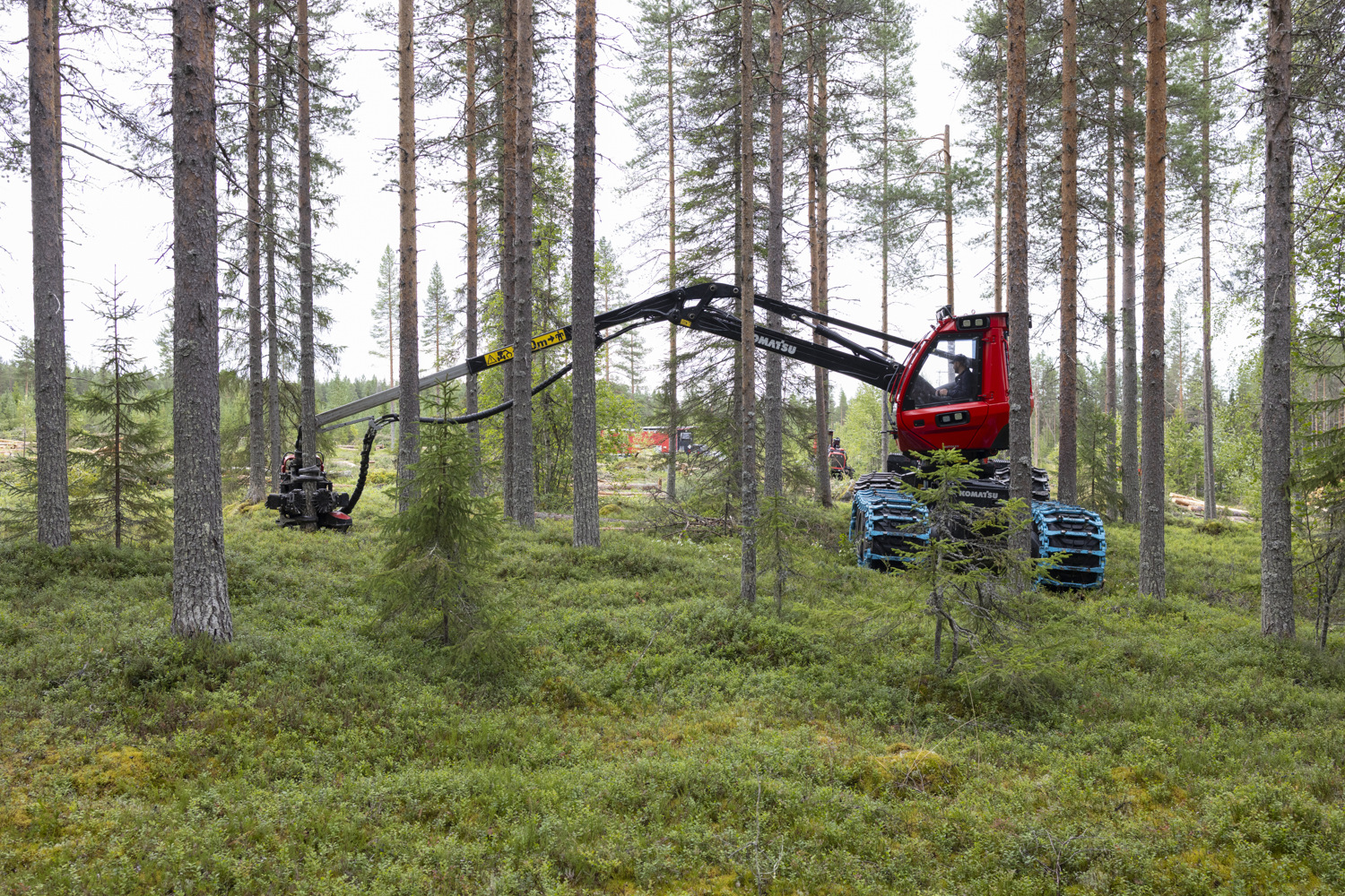 A red forestry harvester with blue tracks operates among tall pine trees in a forest.