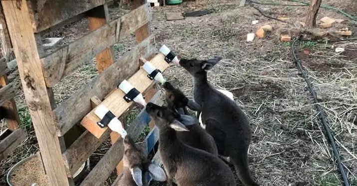 Kangaroos being fed