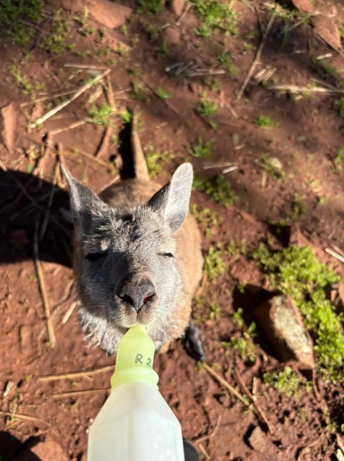 Kangaroo being fed