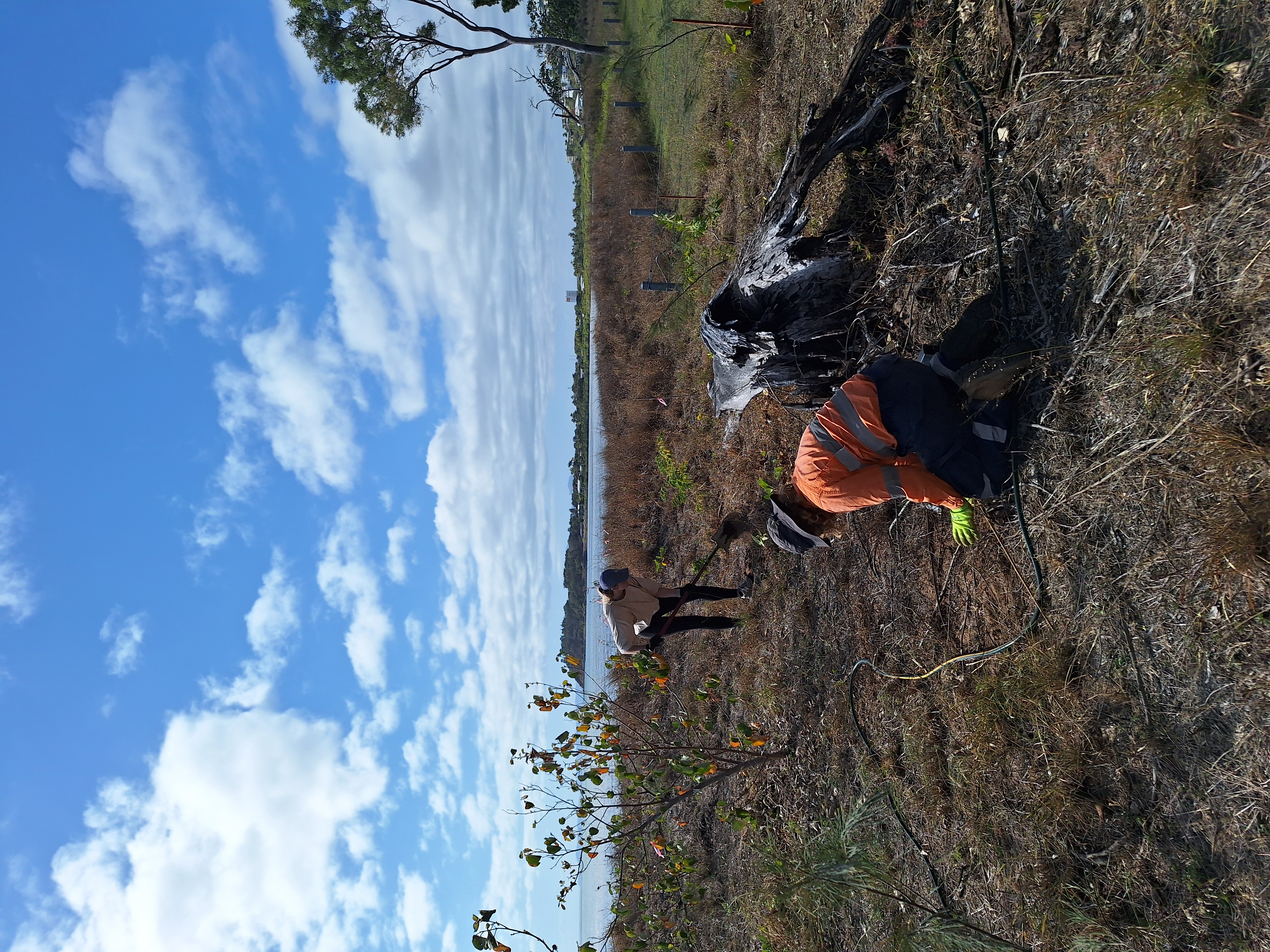 Three individuals conducting fieldwork in a forested area with scattered trees and clear sky.