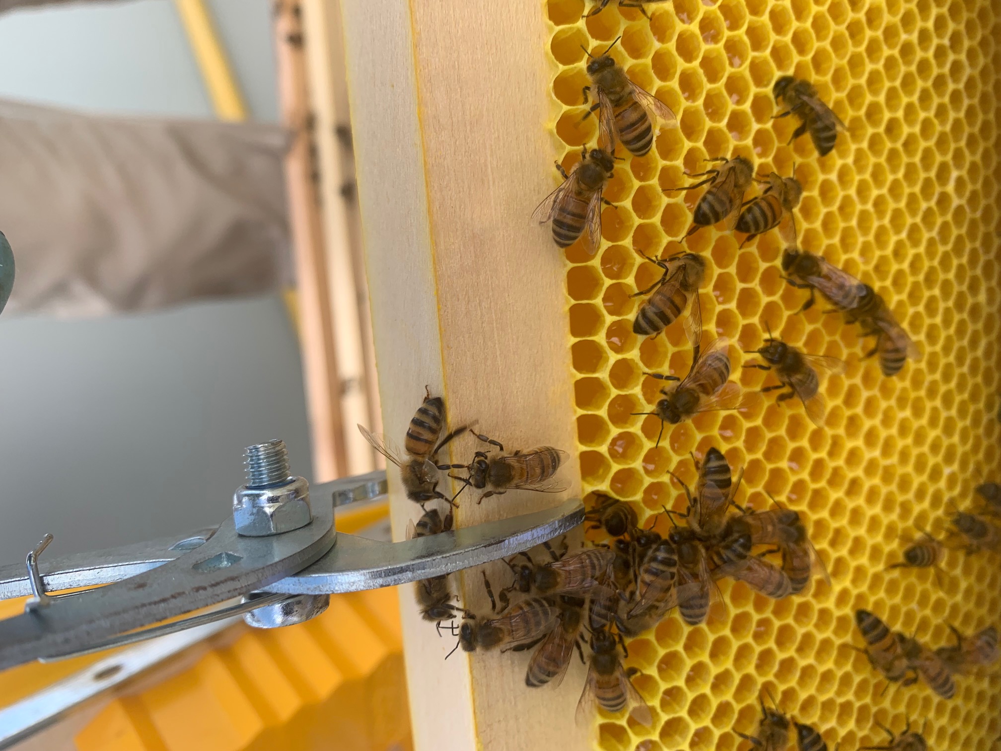 bees in a hive